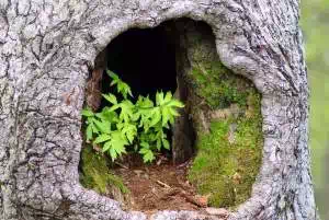 Plants In Hollow Tree