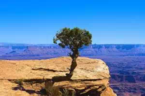 Lone Utah Juniper