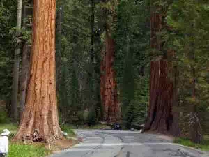 Sequoia Trees